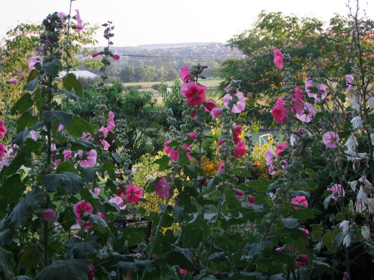 Andrea Wellness Garden 호텔 체르젝토마 외부 사진